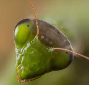 A praying mantis head