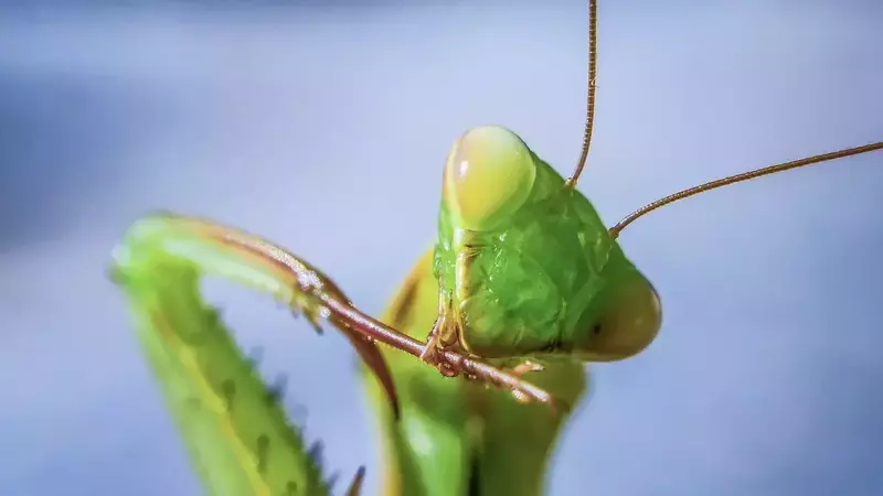 Functions of mantis Mouthparts