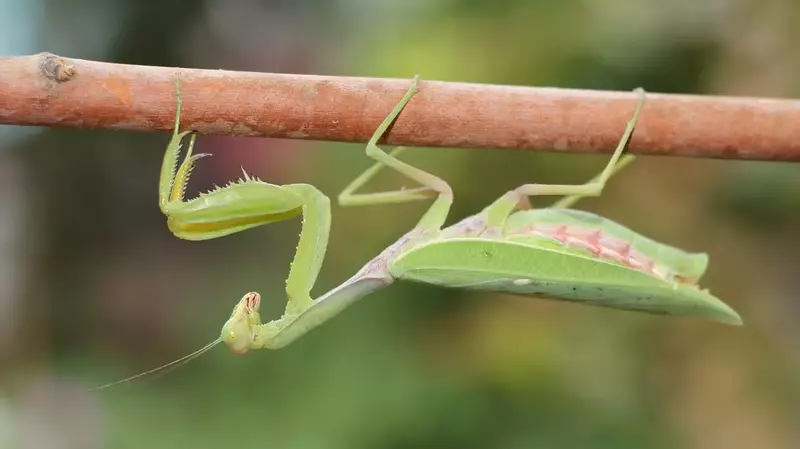 How do mantids’ legs contribute to their hunting strategies?