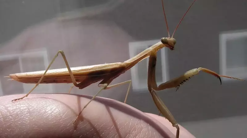 How does the mantid's circulatory system function