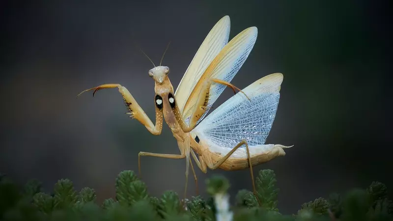 How mantids’ wings differ between males and females