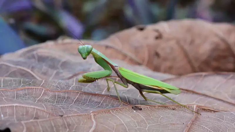 Introduction to the Hierodula Mantis Species