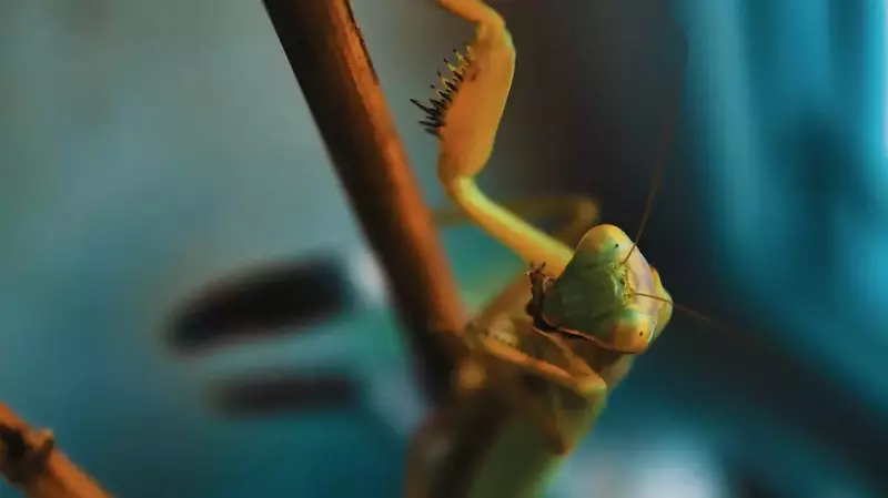 Praying Mantis Bite