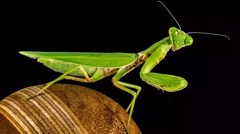 Praying Mantis