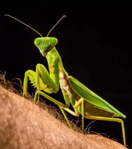 Praying mantis Flexible Appendages