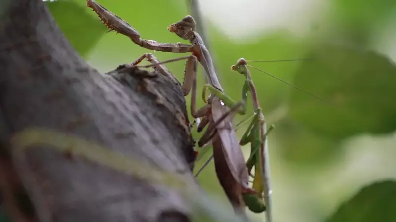 Does The Reproductive System Of Mantids Differ Between Males and Females?