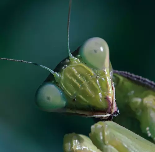 The Structure Of Mantid Eyes