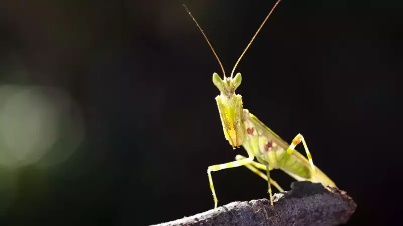 What Are The Main Components Of A Mantid's Nervous System