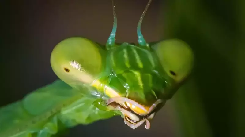 What are the different types of mantid mouthparts and their functions?