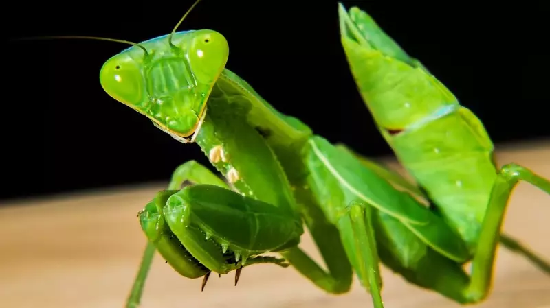 body structure of mantids