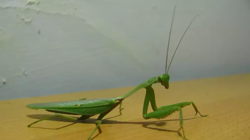 What are the variations in size and shape of mantids’ antennae?