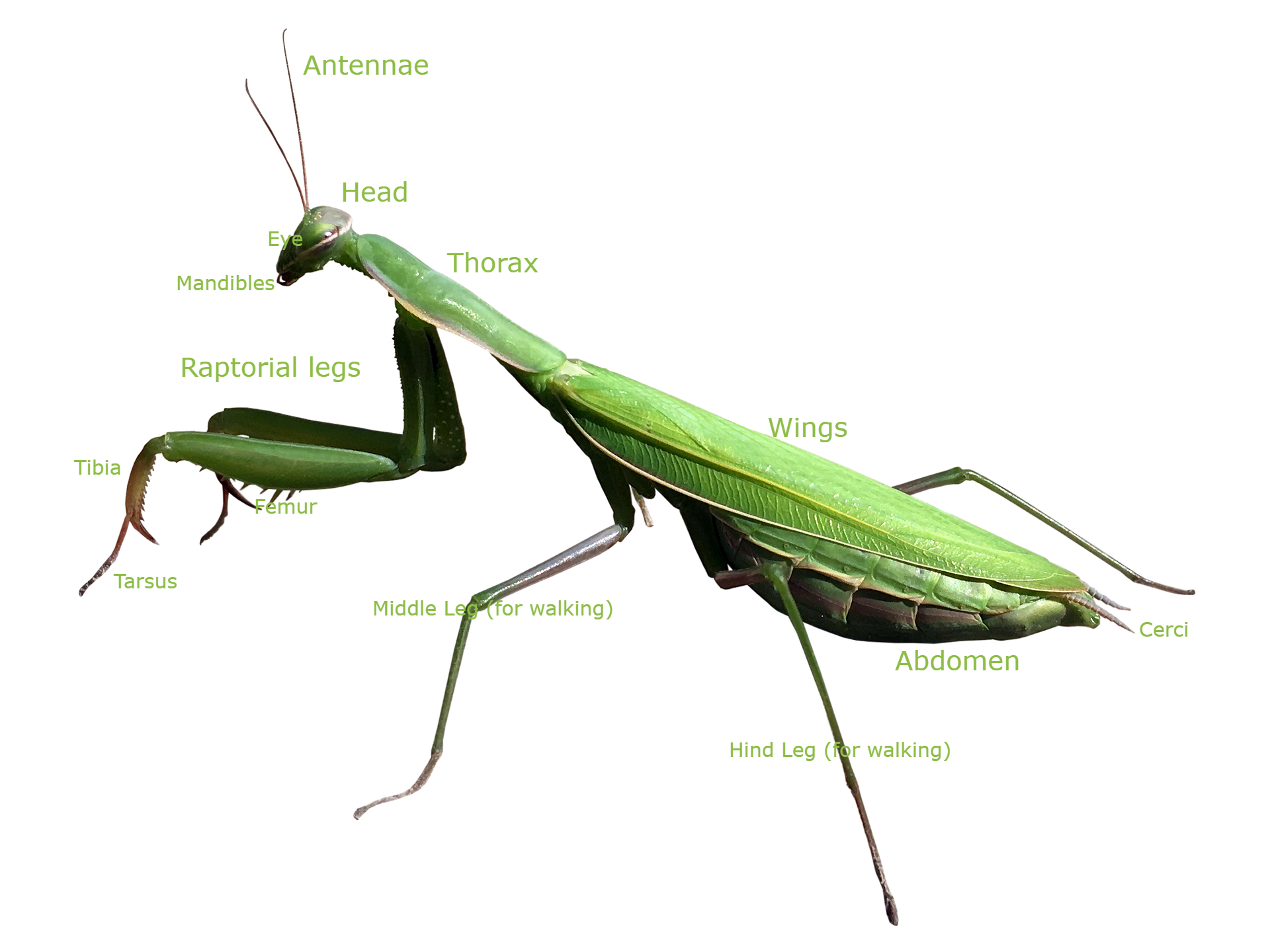 The Intricate Mechanisms Of Mantis Feeding