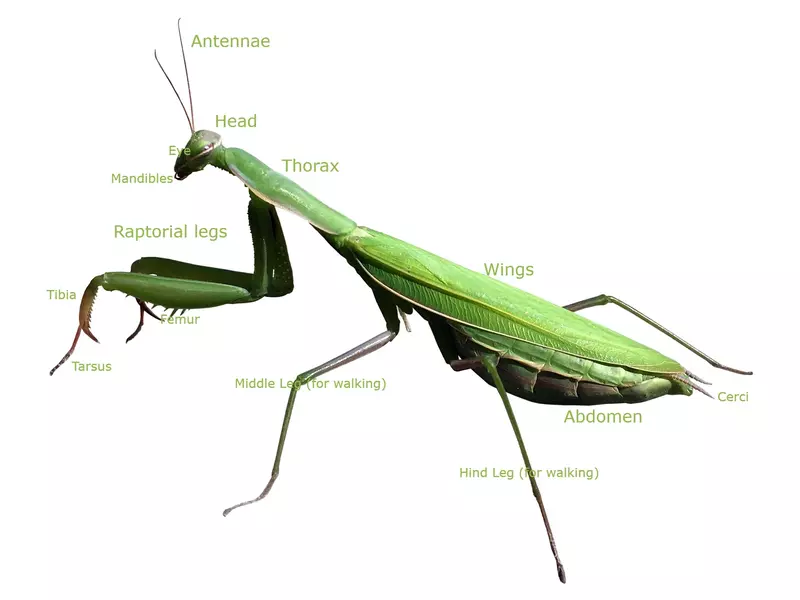 praying mantis anatomy diagram