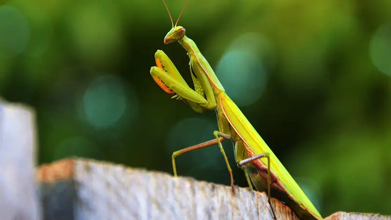 The Fascinating Lifespan of a Mantid: All You Need to Know