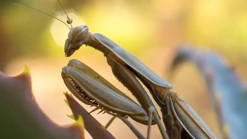 Can mantids hear sounds and if so, how do they perceive them?