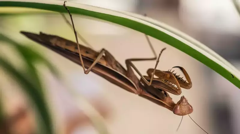 Do Mantises Drink Water? (Solved!)