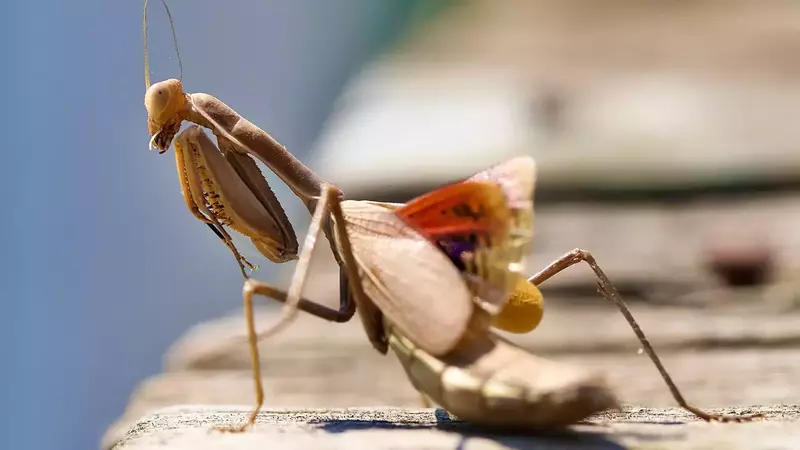 How Do Mantids Attract Mates And Engage In Courtship Rituals