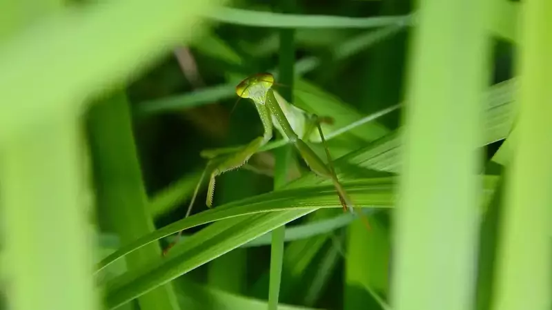 How Mantises Hide and Ambush Their Prey