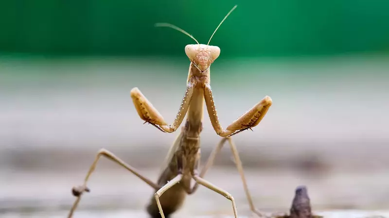 How do mantids detect and respond to visual stimuli