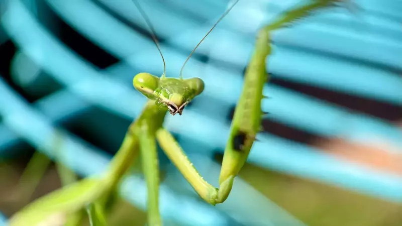 How do mantids perceive depth and distance with their vision