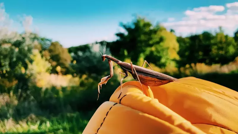 How to Keep Mantises Fed and Healthy in Captivity