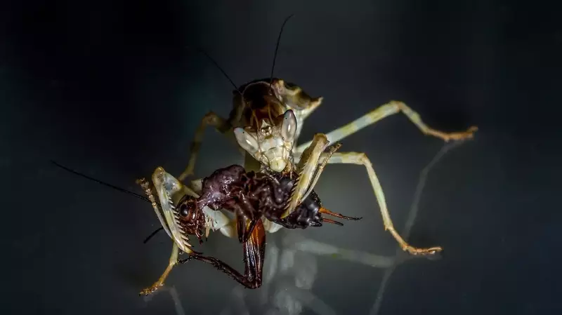 Mantid Mating Shocking Truth of Sexual Cannibalism