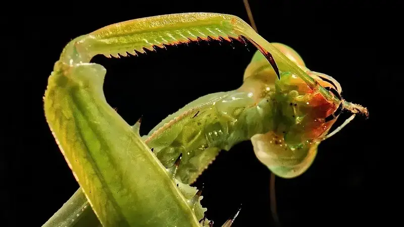 Nutritional Needs of Mantises Across Life Cycle