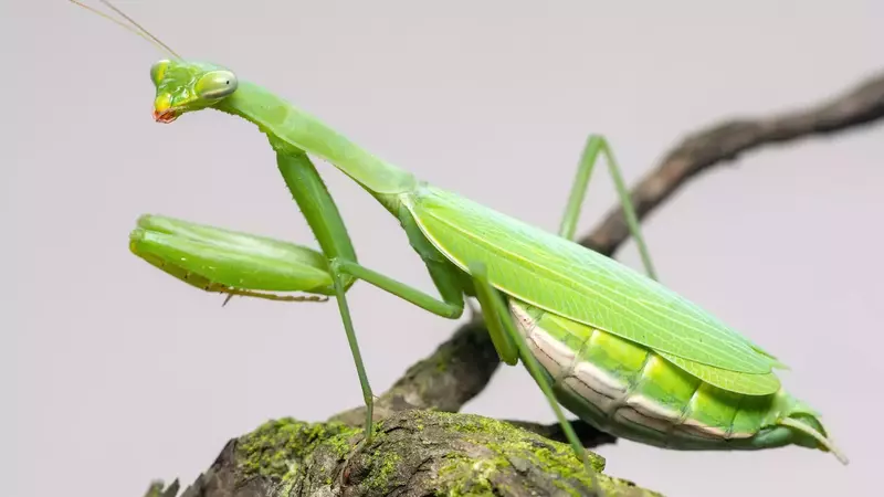 Pheromones Impact on Mantid Romance