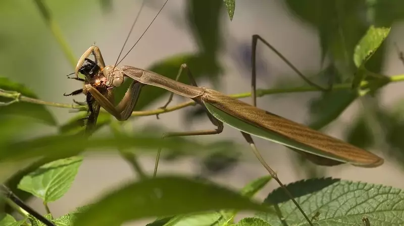 The Benefits of Mantis Predation for Ecosystems