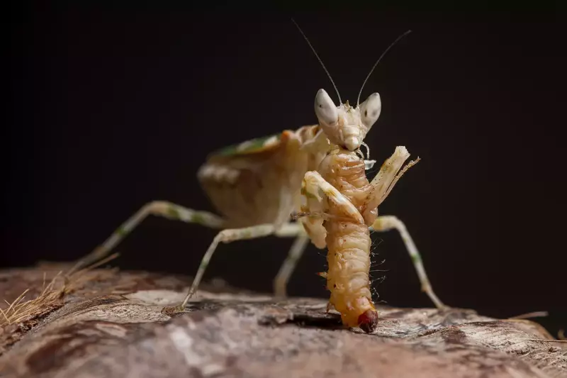 The Effect of Temperature on Mantis Feeding Behaviour