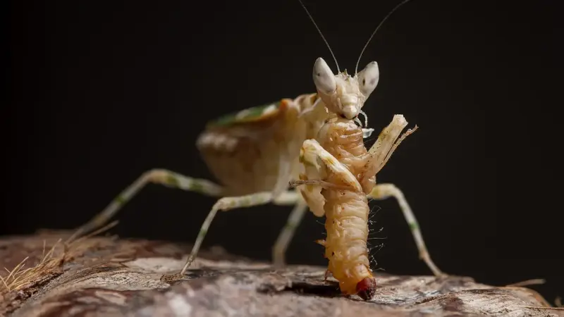 The Intricate Mechanisms of Mantis Feeding