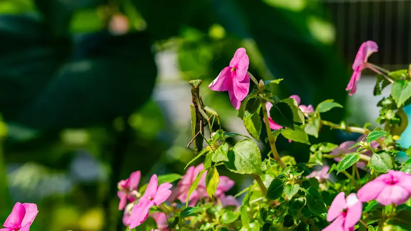 The Relationship Between Mantis Feeding and Habitat