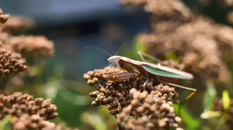 The Role of Fasting in the Mantis Life Cycle