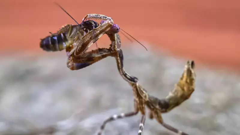 The Surprisingly Varied Diet of Mantises From Ants to Spiders