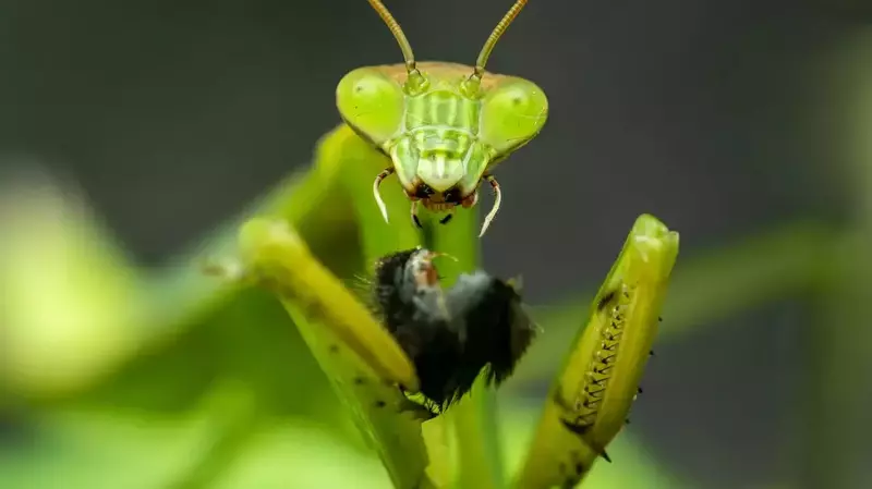 What and How Mantises Eat