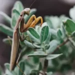 Does Mantis Hibernate In Winter?