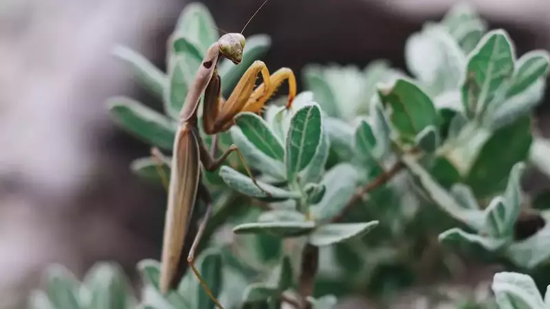 Does Mantis Hibernate In Winter