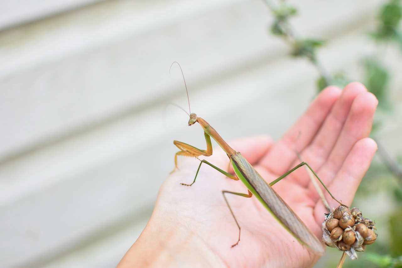 How to Care for Pet Praying Mantis: Beginner’s Guide