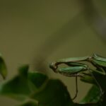 How Mantises Develop their Hunting Ability over Time