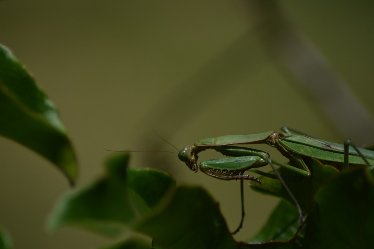 How Mantises Develop their Hunting Ability over Time